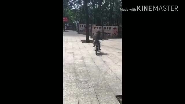 Funny Monkey Riding Bicycle