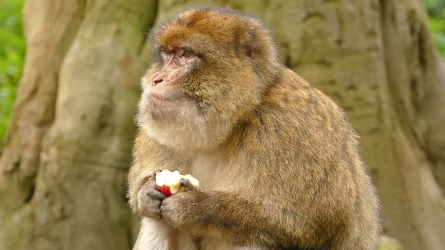 laughy Monkey eat apple