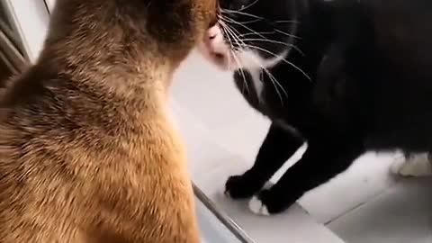 The cat's eyes are a bottomless lake