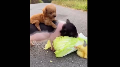 Puppy, piggy, duck friends