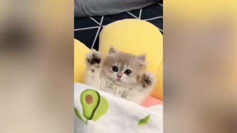 Worldest 💯cutest 🥰 🐈 Cat