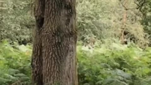 If you go down to the woods today, you’re in a big surprise 😂