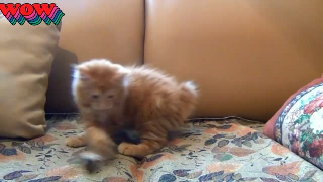 Cat's incredible play with mouse.