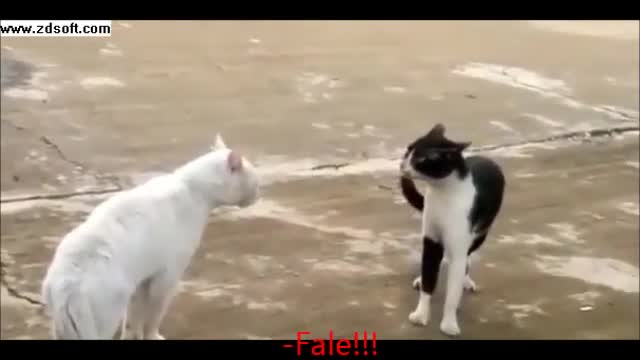 briga de gatos legendadas