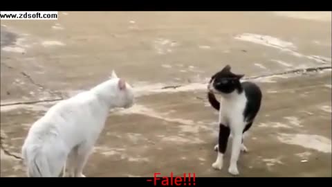 briga de gatos legendadas