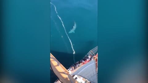 Giant shark scares tourists circles around cruise ship