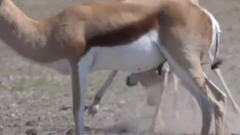 Springbok Fight