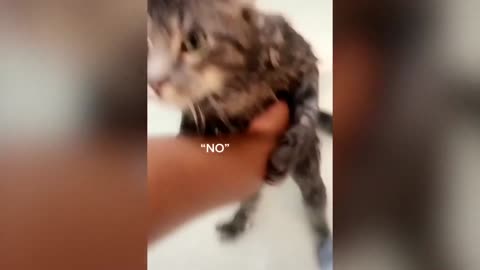 These cats can talk better than hoomans