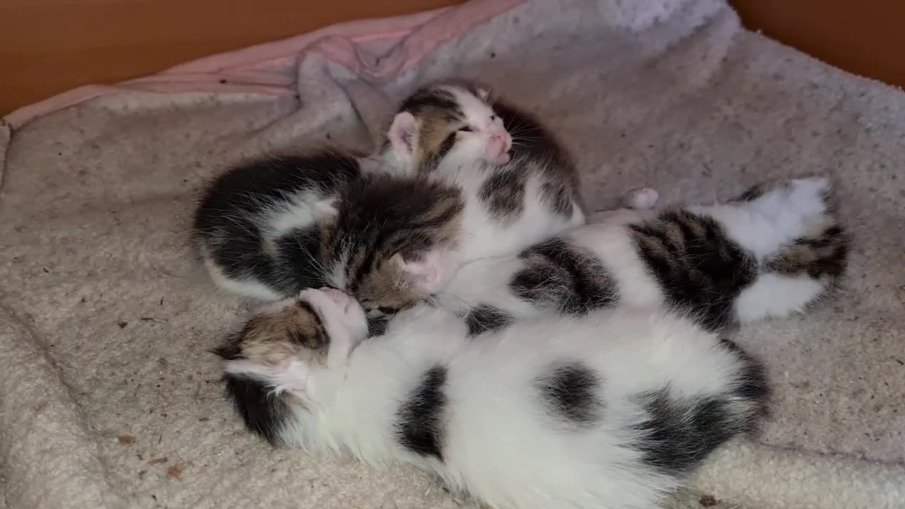 The mother cat cannot find time to eat because she is busy with her kittens