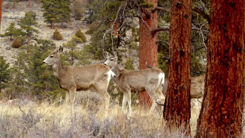 Family of Deer in Forest, Close Up Slow Motion Wildlife