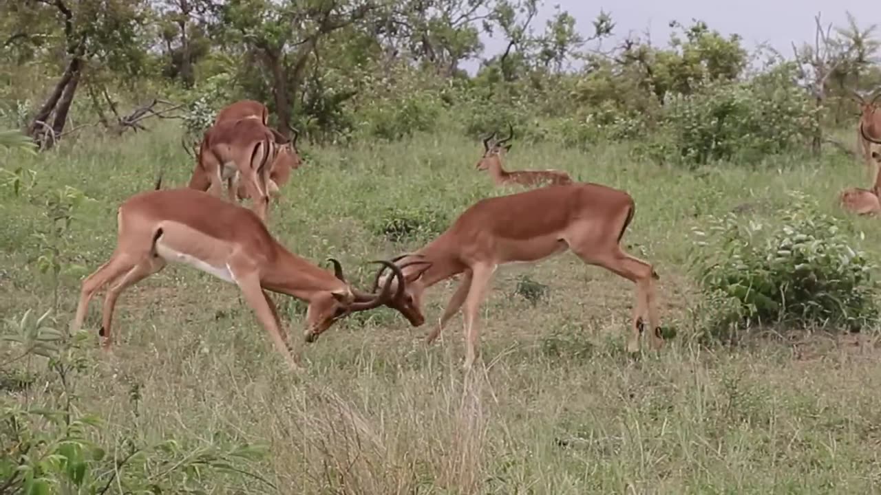 Impala Rams Fighting Wildlife Animals