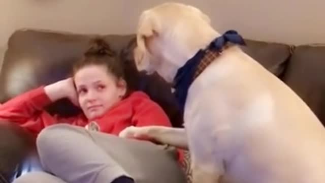 Needy dog humorously demands owner's attentions