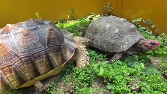 If you put a tortoise upside down in front of you ...