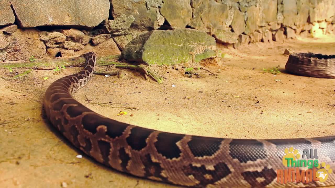 SNAKES * | Animals For Kids