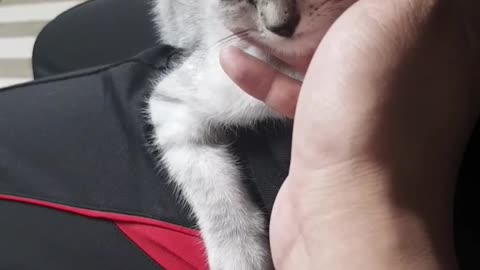 Cute baby cat sitting on lap