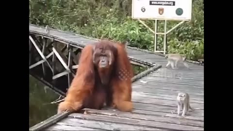 Monster vs Monkey