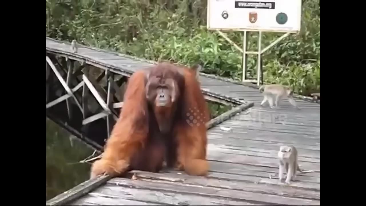 Monster vs Monkey