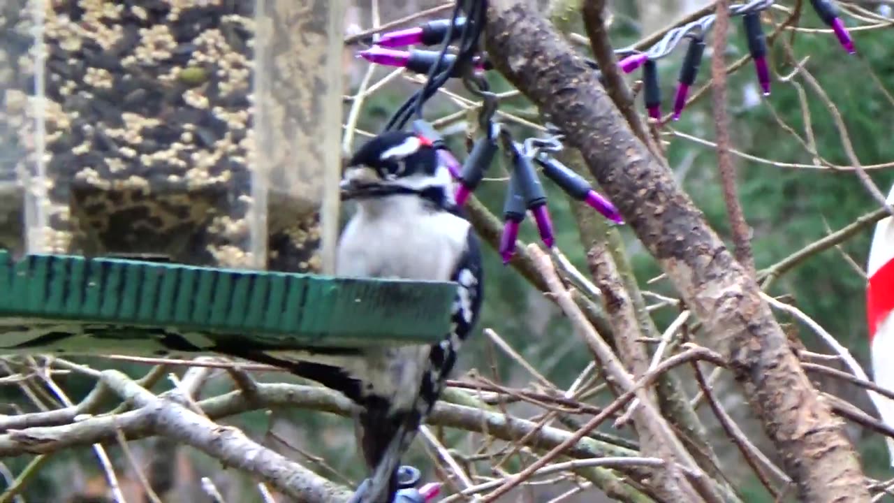 Downy Woodpecker