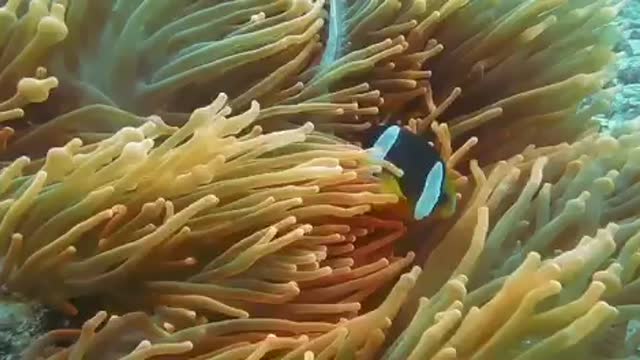 Beautiful Coral Reef Fish, | Relaxing Ocean Fish, | & | Stunning Aquarium Relax Music