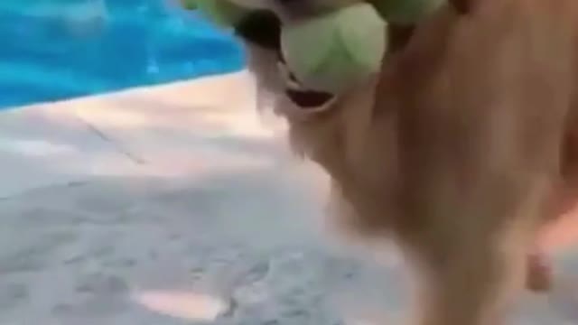 64- Cute, cute and happy as they should be #funny