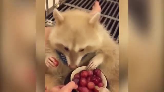 Cute & Funny Raccoon Videos Compilation 2021