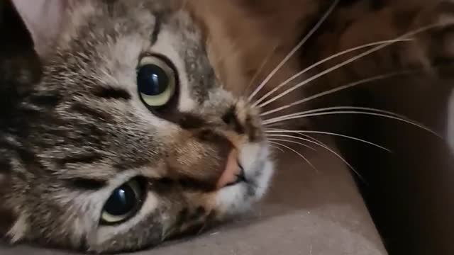 beautiful nature cat photography