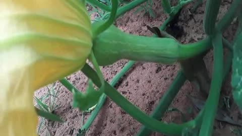 Flor de Calabaza