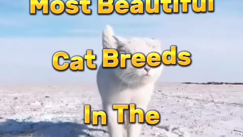 10 most beautiful cat's ❤️