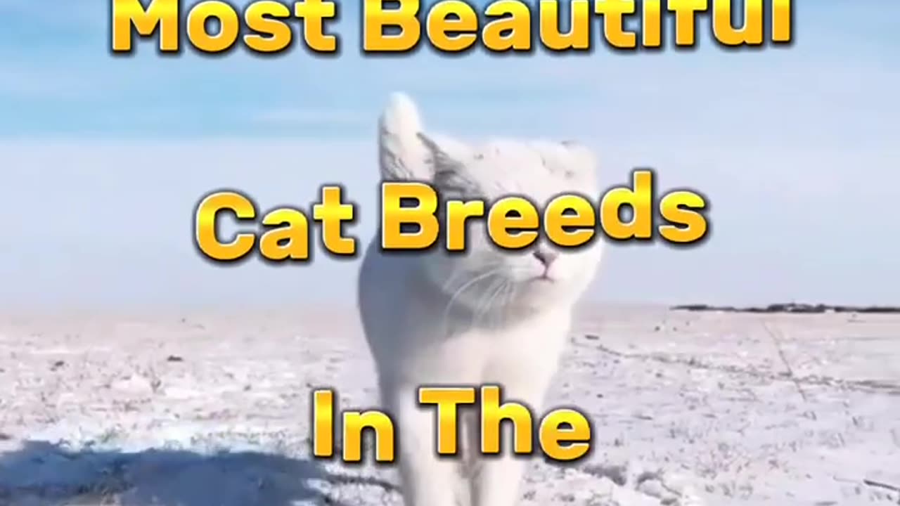 10 most beautiful cat's ❤️