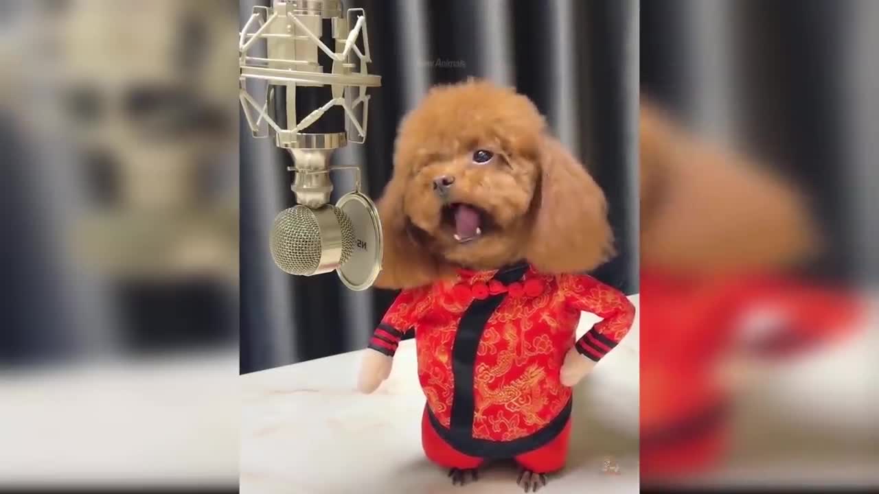 Cute puppy sings a famous song))