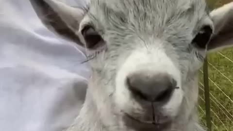 Goat funny video