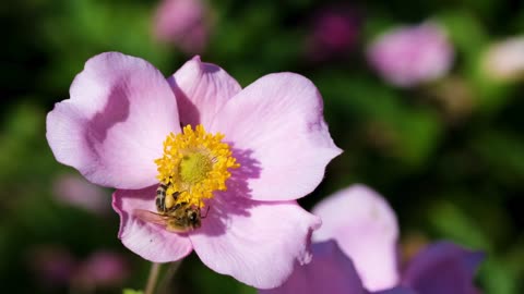 Flower Bee Anemone