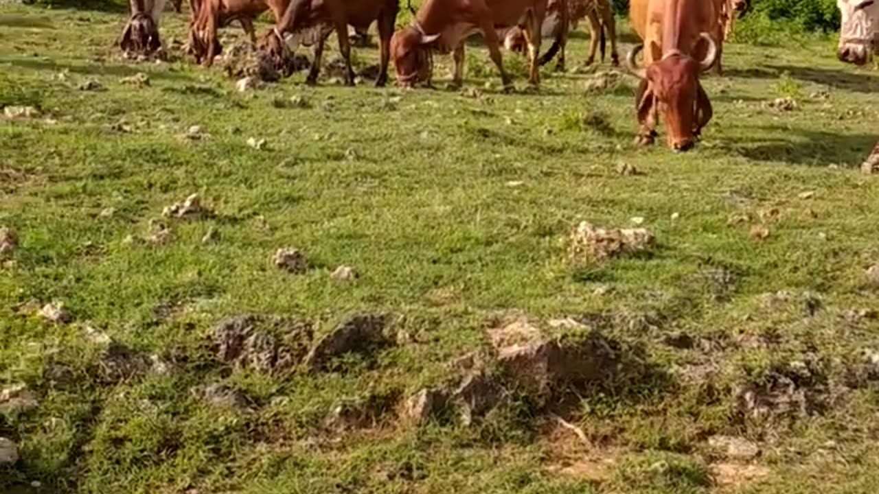 India s ★ No1 Highest Milk Produceing Gir Cow875 Kg Milking Day Record#shorts #vlog #youtube