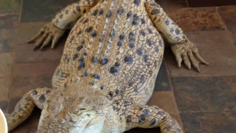 Pet Crocodiles - Feeding Jilfia the Salty