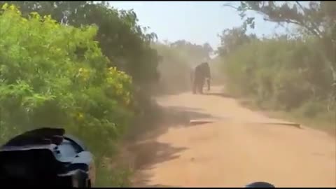 Sri Lanka Wild Elephant | Elephant attack safari jeep sri lanka