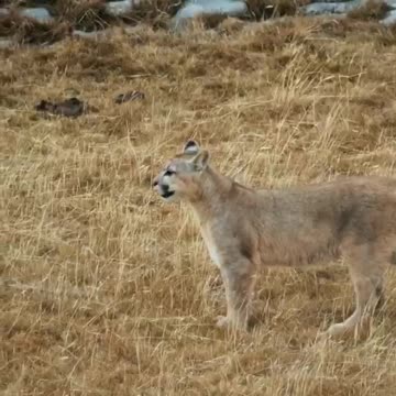 The cougar hunts guanacos but fails.