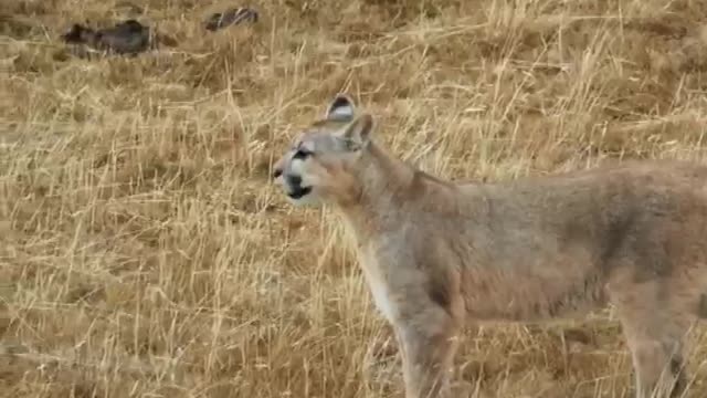 The cougar hunts guanacos but fails.