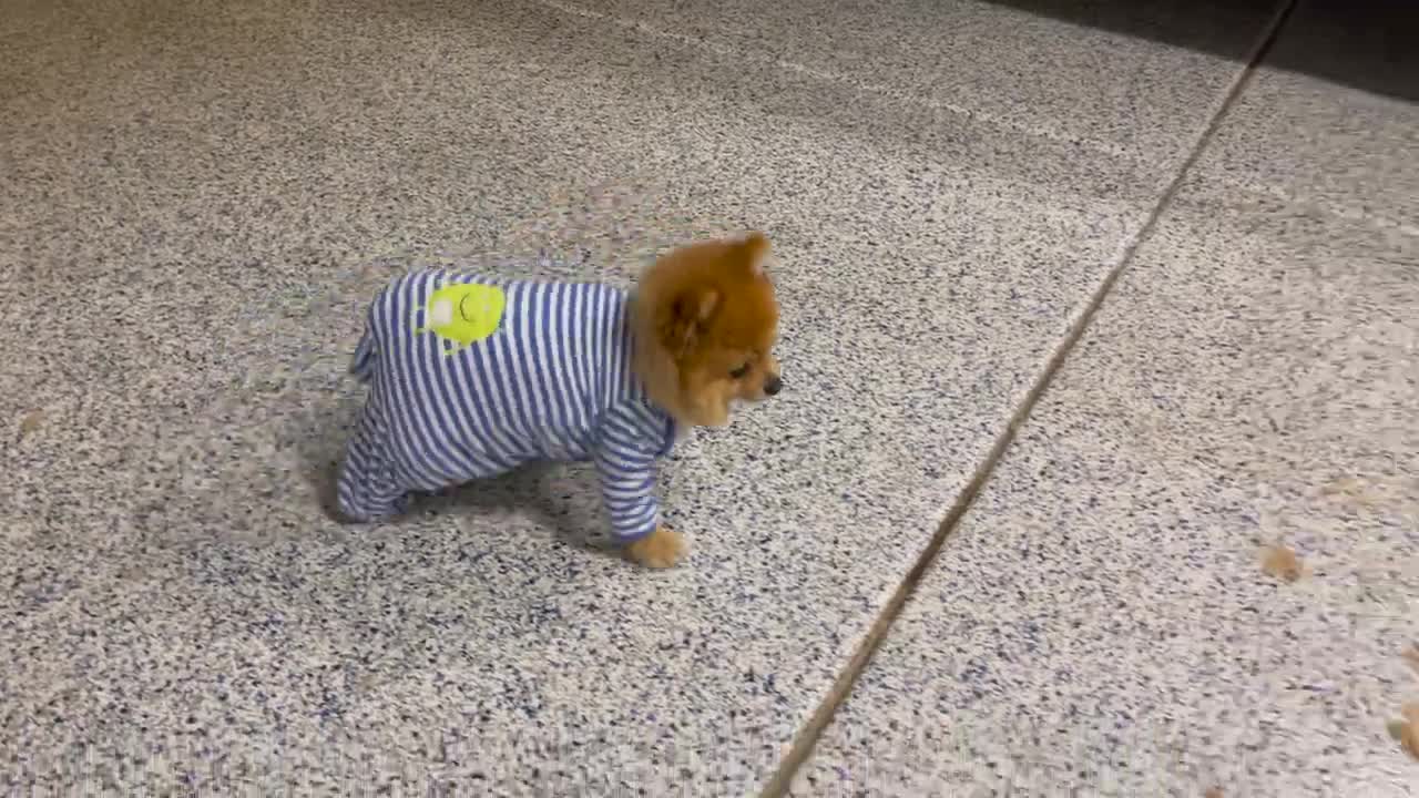 My Pomeranian wears baby clothes!