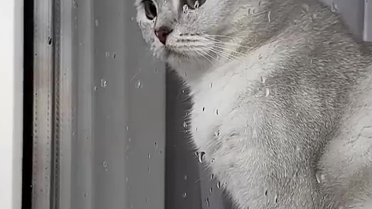 Very emotional cat 😺🥺 #cat