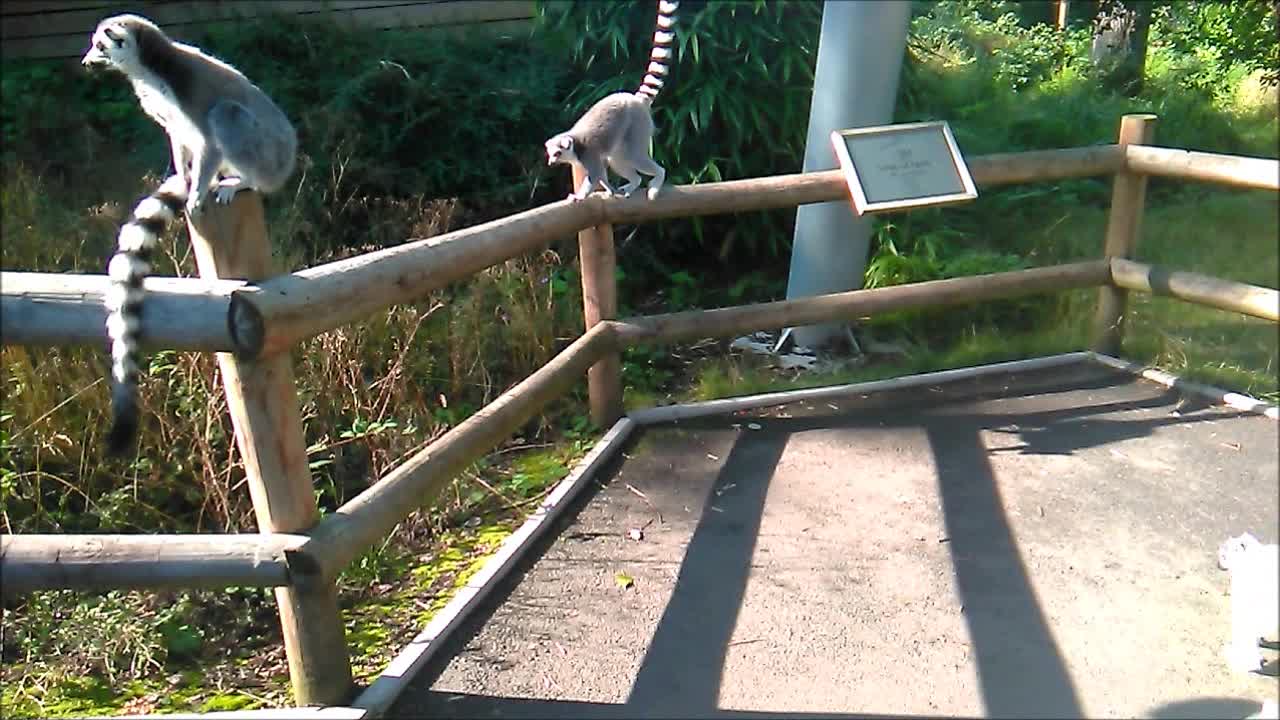 Lemurs Relaxing in the Sun