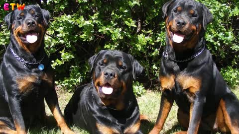 5 Different Rottweilers