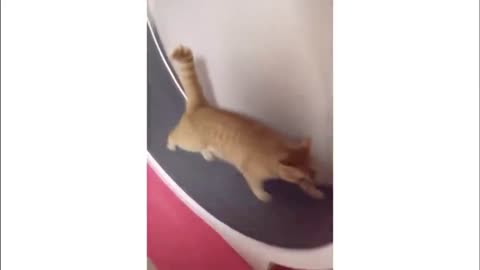 CAT IN WHEEL