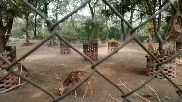 Deer