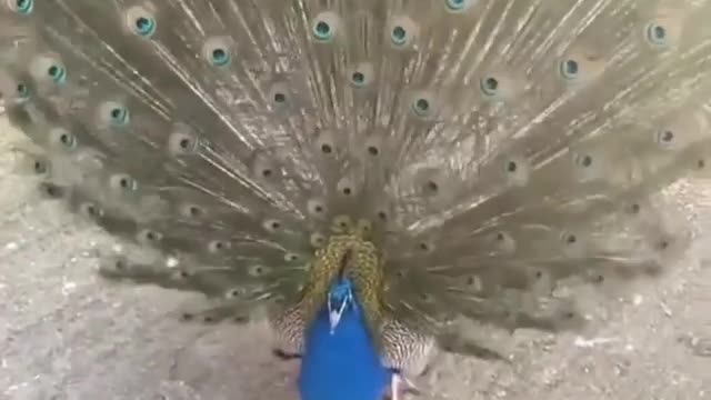 A male peacock showing of his beautiful feathers ❤