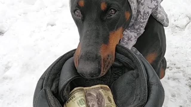 Doberman Earns a Living Begging on Streets