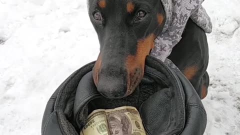 Doberman Earns a Living Begging on Streets