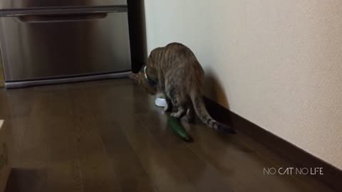 Cats Scared by Cucumbers Compilation