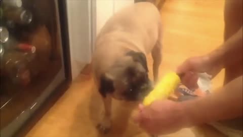 Bulldog eating an ear of corn directly from its owner's hand