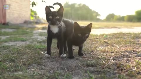 Som de Gato e Gatinhos Miando