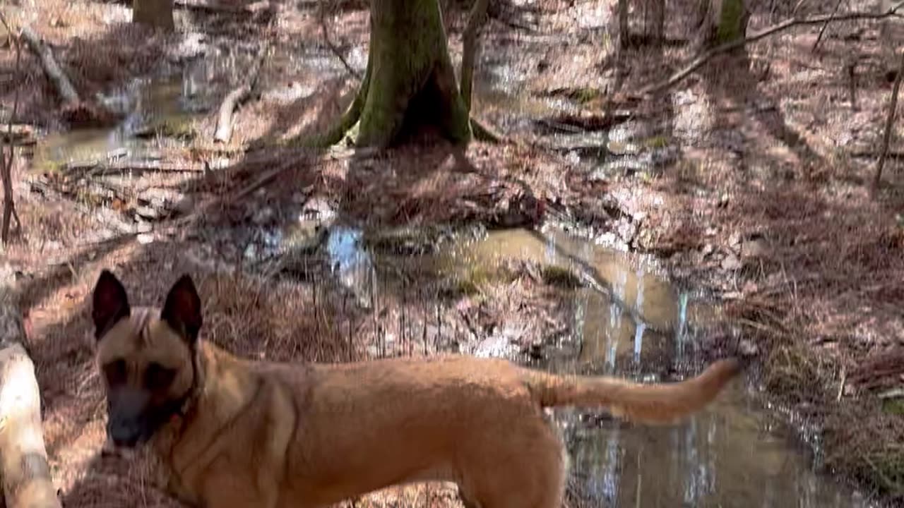 Dogs and I exploring the woods in Alabama’